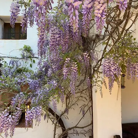 Vakantiehuis Lemon Grove Farmhouse Comares